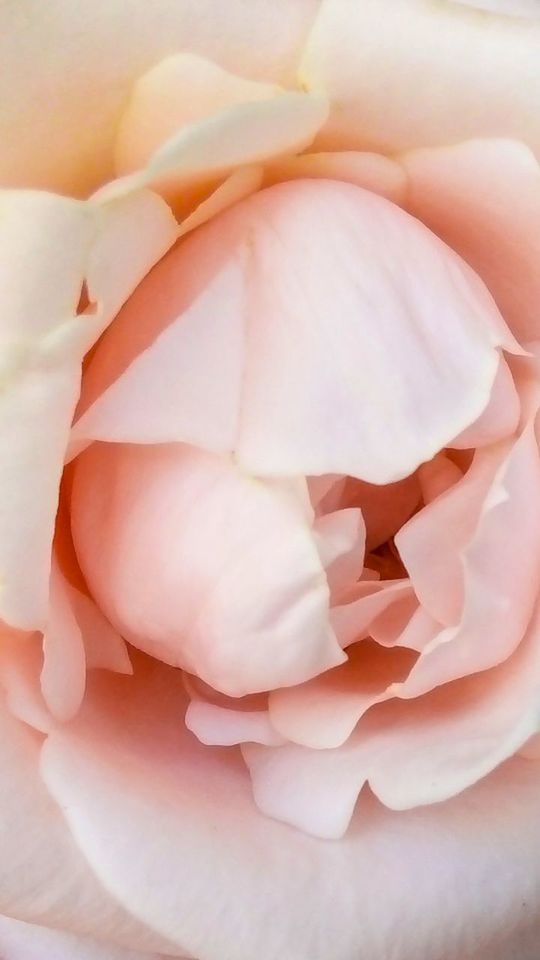 MACRO SHOT OF ROSE FLOWER