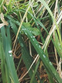 Close-up of water drops on grass