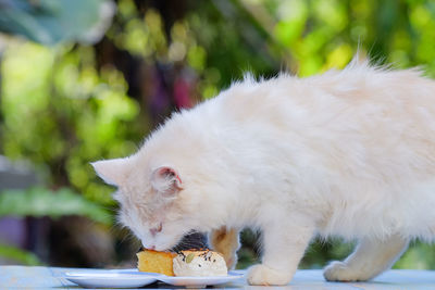 Close-up of cat eating food