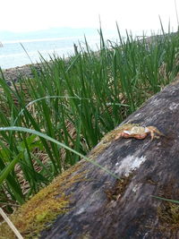 Close-up of grass by sea against sky