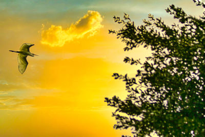 Low angle view of bird flying against sky