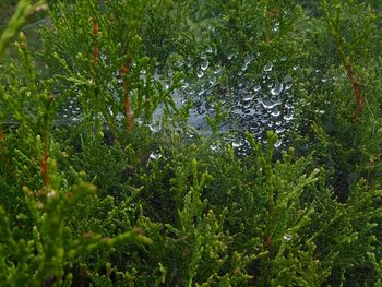 Full frame shot of wet plants during rainy season