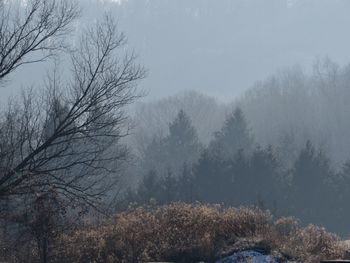 Snow covered land and trees against sky