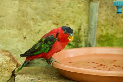 Close-up of parrot