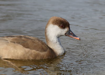 Close-up of duck in lake