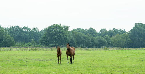 Herd of horses with their foals on a meadow