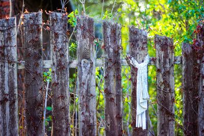 Close-up of plants growing on tree trunk in forest