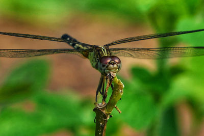 Close-up of dragonfly on plant