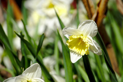 Close-up of white flowering plant