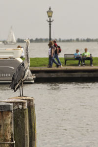 Bird perching on statue by water