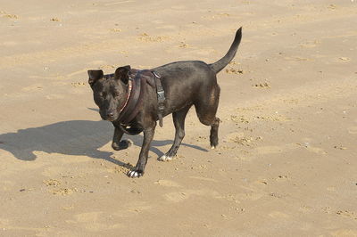 High angle view of dog on sand