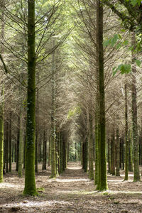 Trees in park