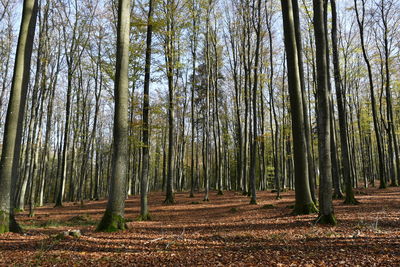 Trees growing in forest during autumn