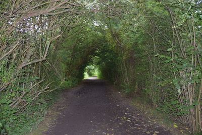 Footpath passing through forest