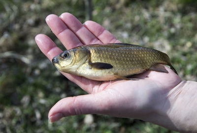 Cropped image of hand with fish