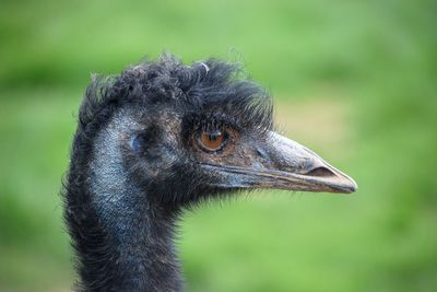 Close-up of a bird looking away