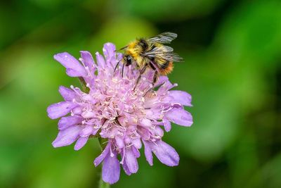 Close-up of bee pollinating on purple flower