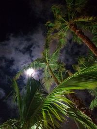 Low angle view of palm trees against sky at night