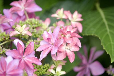 Close-up of pink flowering plant