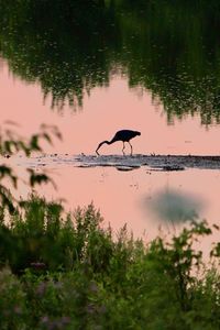 Ducks in a lake