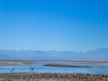 Lagoon in the atacama desert with flamingos and mountains in the distance