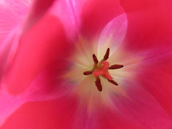 Close-up of pink flower