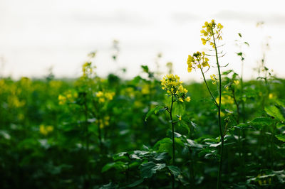 Close-up of yellow flowering plant on field