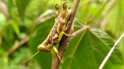 Close-up of grasshopper on leaf