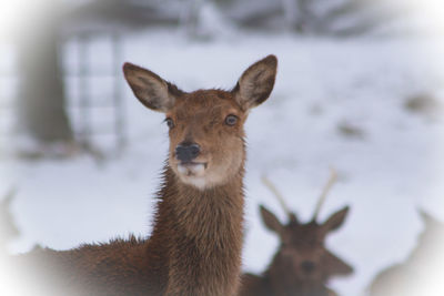 Portrait of deer