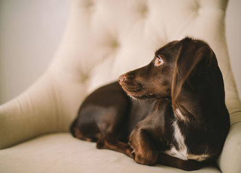 Close-up of dog relaxing on bed