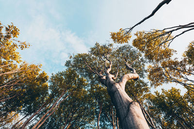 Low angle view of tree against sky