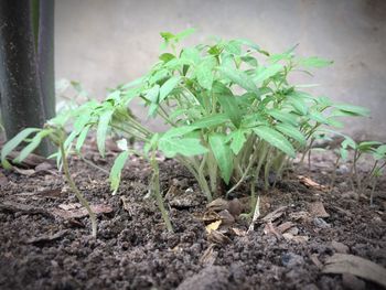 Close-up of fresh green plant