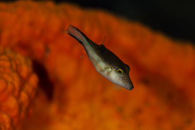 Close-up of fish in sea