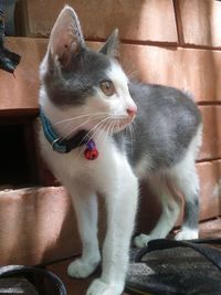 Close-up of cat looking away