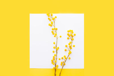 Directly above shot of yellow paper against white background