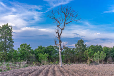 Trees growing on field against sky