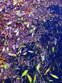 High angle view of purple flowering plant on field