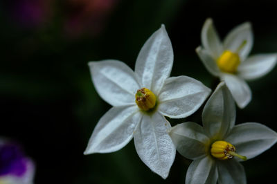 Close-up of white flower in park