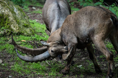 View of ibex fighting with each other