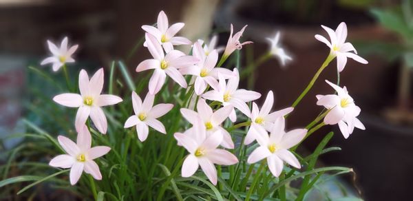 Close-up of white flowering plants on field