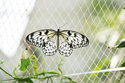 Close-up of butterfly on leaf