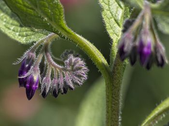 Close-up of purple flowering plant