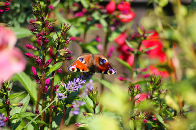 Close-up of ladybug on red flower