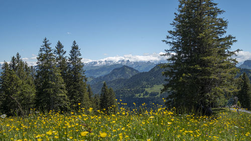 Scenic view of pine trees on field against sky