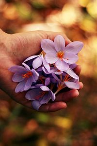 Close-up of hand holding saffron flower