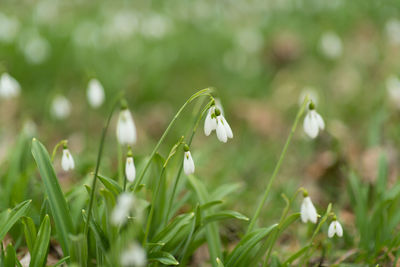 Close-up of white flowering plants on field