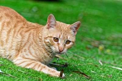 Portrait of cat on grass