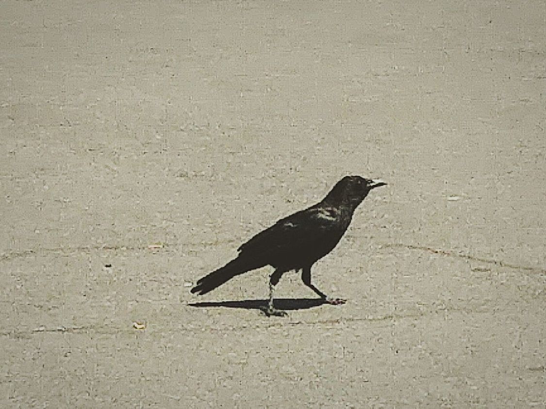 BLACK BIRD PERCHING ON WALL