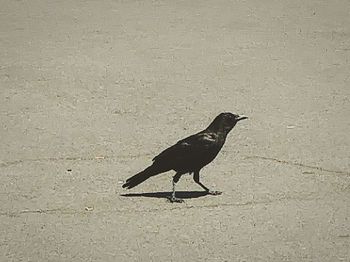 Bird perching on wall