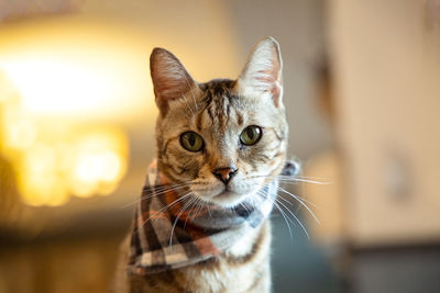 Close-up portrait of tabby cat